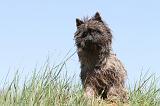 CAIRN TERRIER 292